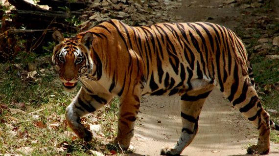 Tijger Kanha © All for Nature Travel