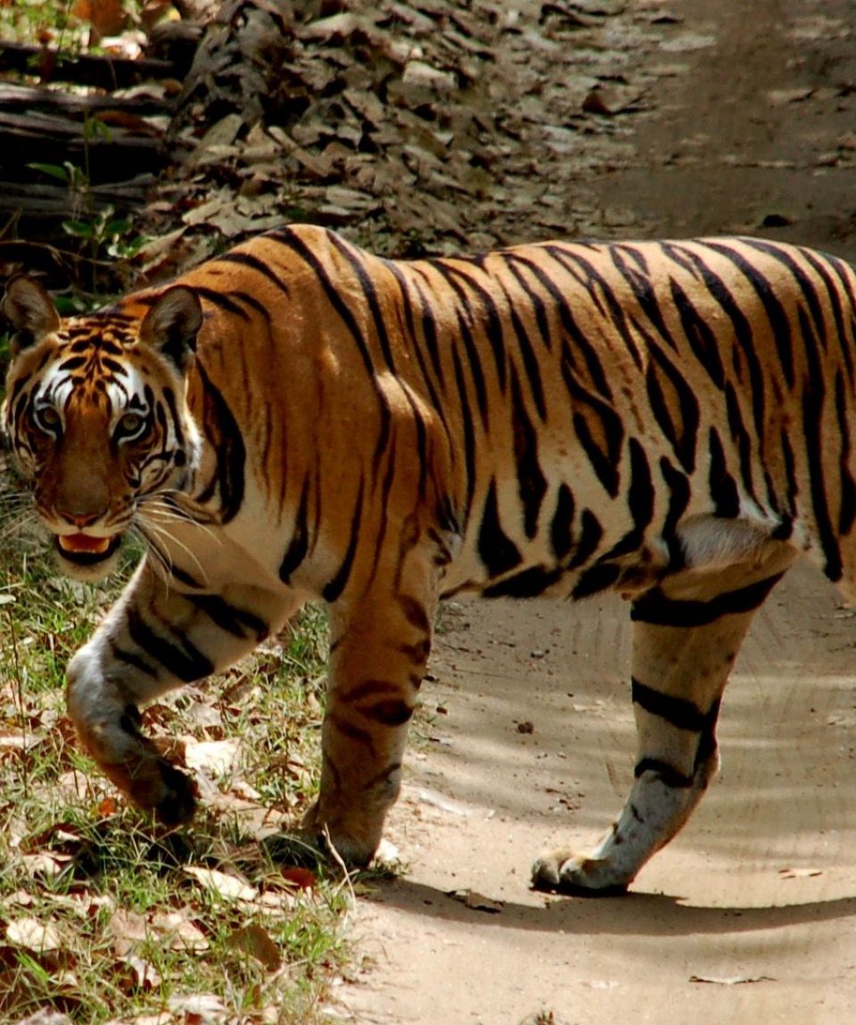 Tijger Kanha © All for Nature Travel