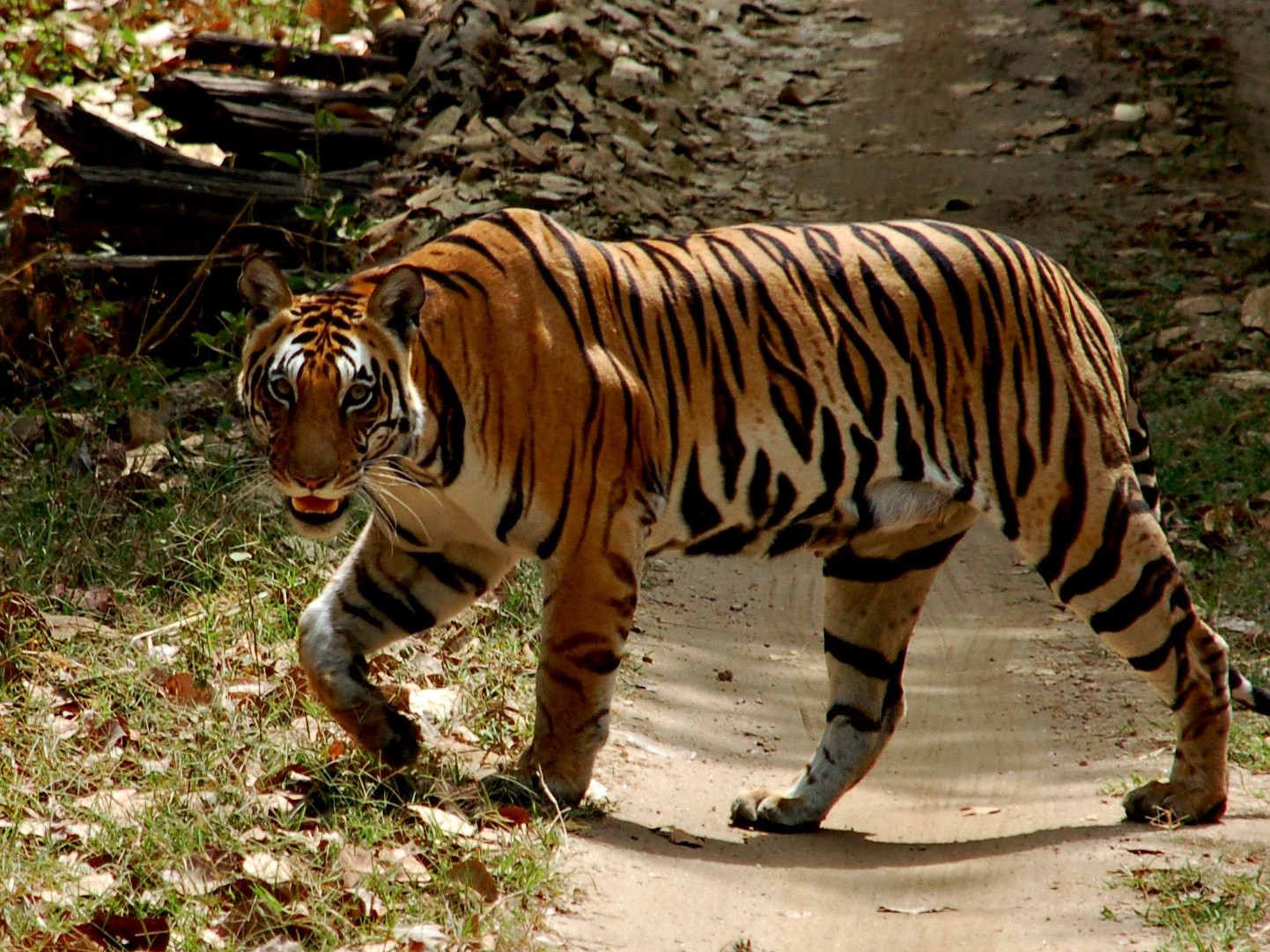 tijgersafari, tijger, kanha, tijgerreis kanha