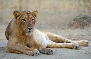 Leeuw Gir NP met dank aan Dhr. Stam