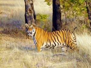 Tijger, india, tijgersafari