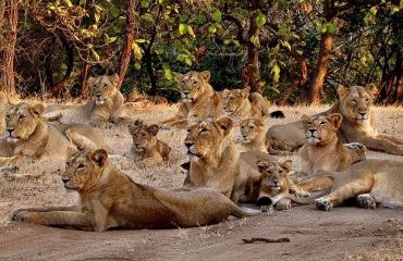 Leeuwen Gir National Park