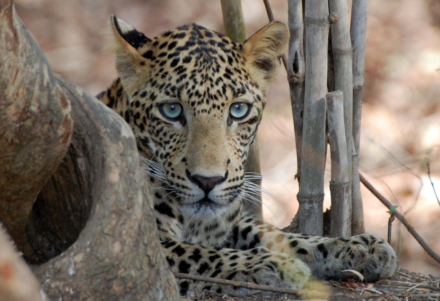 Luipaard Tadoba met dank aan Tiger Trails Jungle Lodge