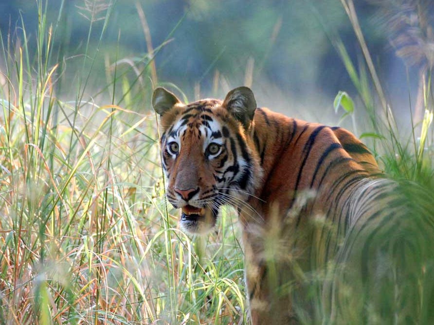 tijger India
