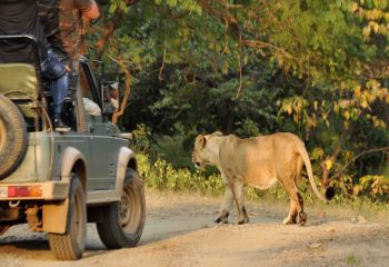 Leeuwin in Gir NP © All for Nature Travel