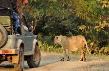 Leeuwin in Gir NP © All for Nature Travel