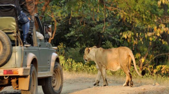 Leeuwin in Gir NP © All for Nature Travel