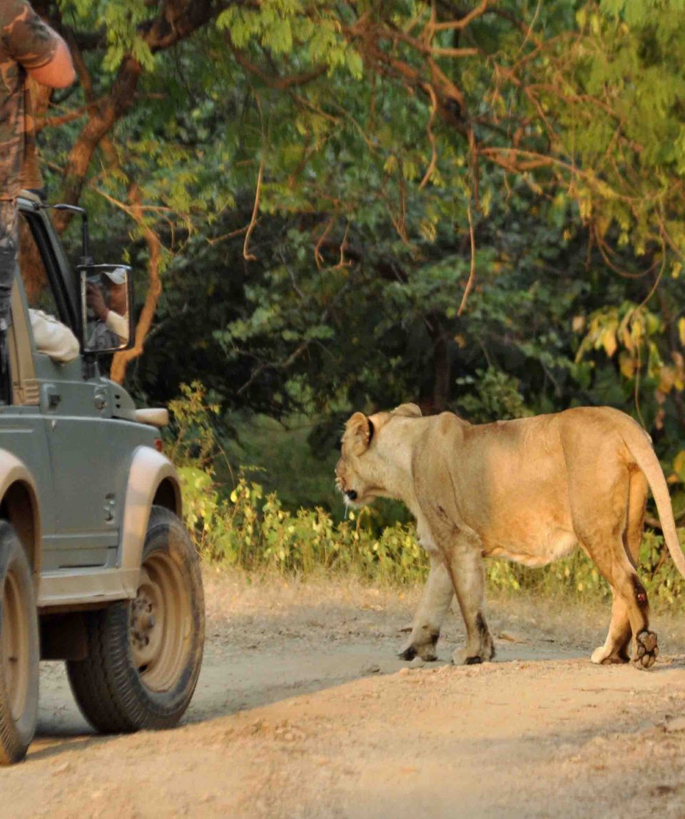Leeuwin in Gir NP © All for Nature Travel