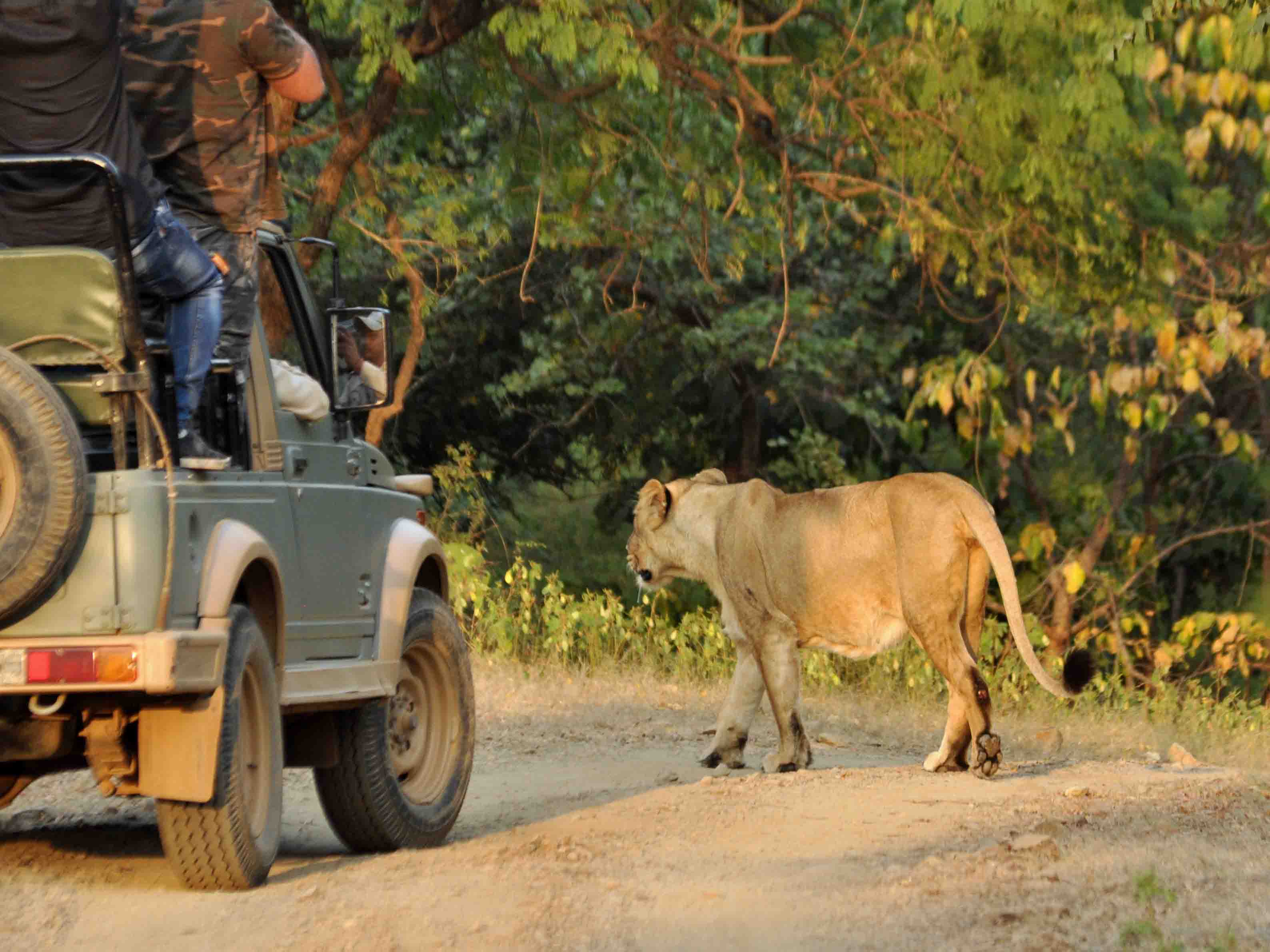 Leeuwin, Gir NP, India