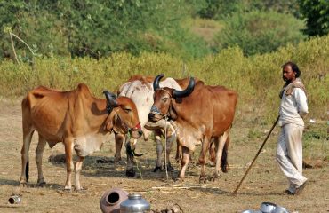 Maldhari Gir NP