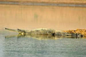 Gaviaal, gaviaalkrokodil, Chambal, India
