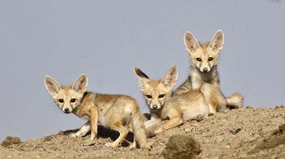 woestijnvos jongen in Little Rann of Kutch