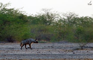 Gestreepte hyena in Little Rann of Kutch