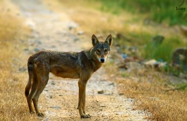 Indiase wolf in Velavadar National Park