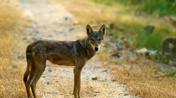 Indiase wolf in Velavadar National Park