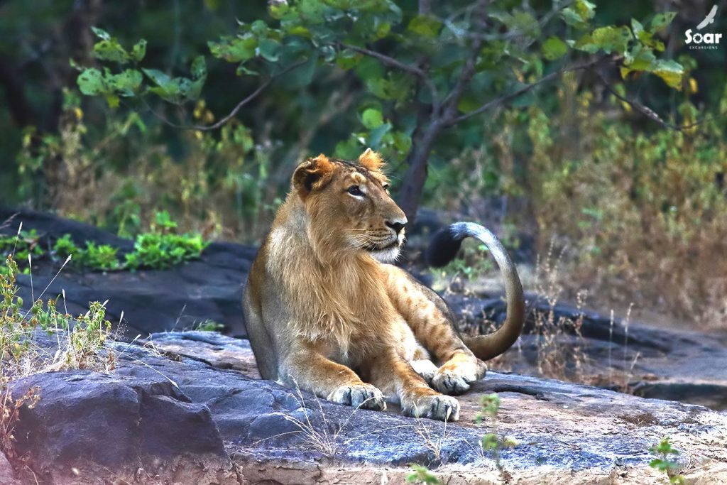 Leeuw India, Leeuw Gir, Gir NP