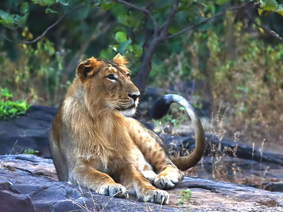 leeuw safari India