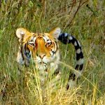 tijger, tijgersafari, Kanha NP