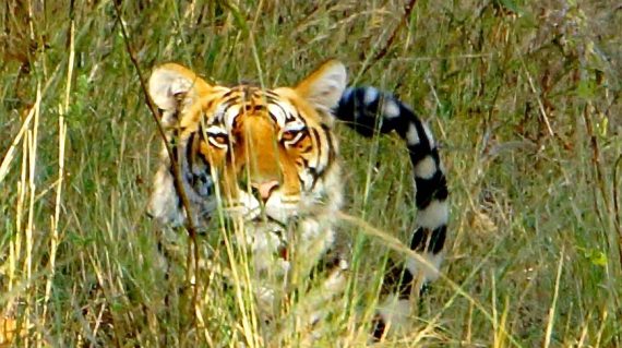 Tijger Kanha