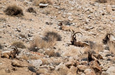 Asiatic Ibex ©Imran Frozen