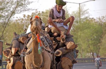 Straatbeeld India ©All for Nature Travel