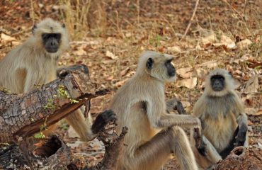 Langoeren Tadoba