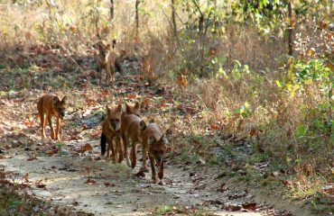 wilde honden of dholes in Kanha NP