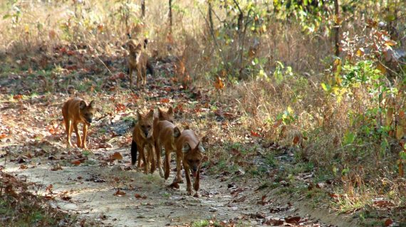 wilde honden of dholes in Kanha NP