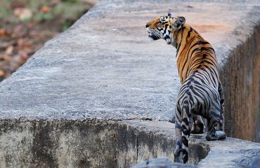 Tijger Bandhavgarh National Park ©Martin van Lokven