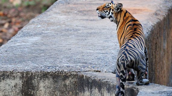 Tijger Bandhavgarh National Park ©Martin van Lokven