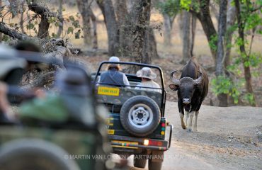 Gaur bull in Bandhavgarh NP ©Martin van Lokven