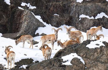 LADAKH URIAL ©Imran Frozen