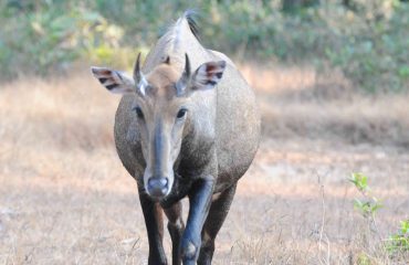 Nilgai of Nijlgau Tadoba