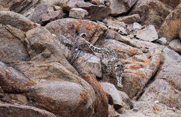SNOW LEOPARD ©Imran Frozen