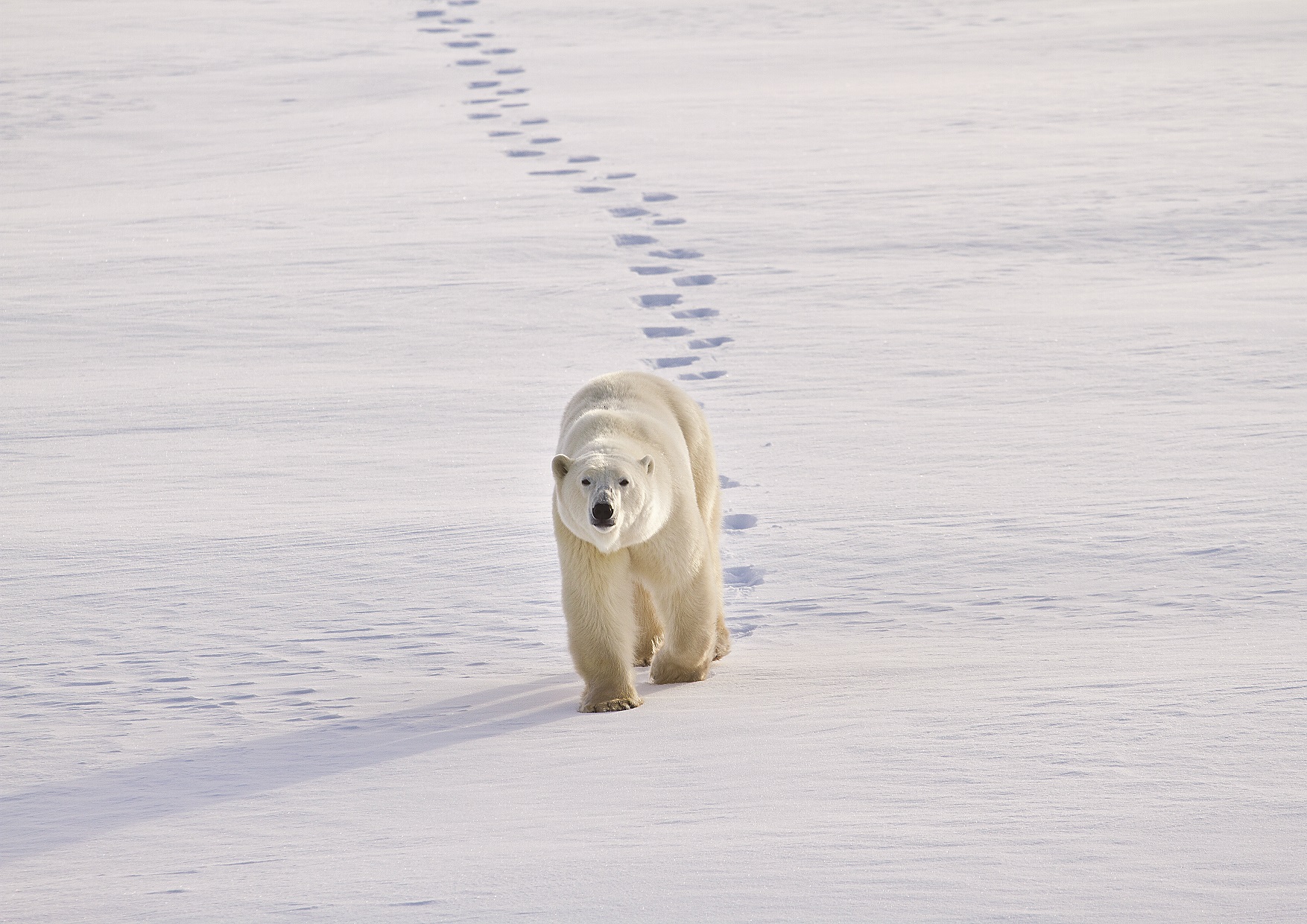 IJsbeer Canada, ijsbeer reis