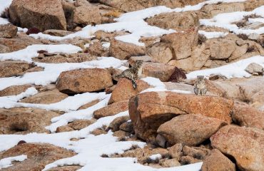 Snow Leopard Couple ©Imran Frozen