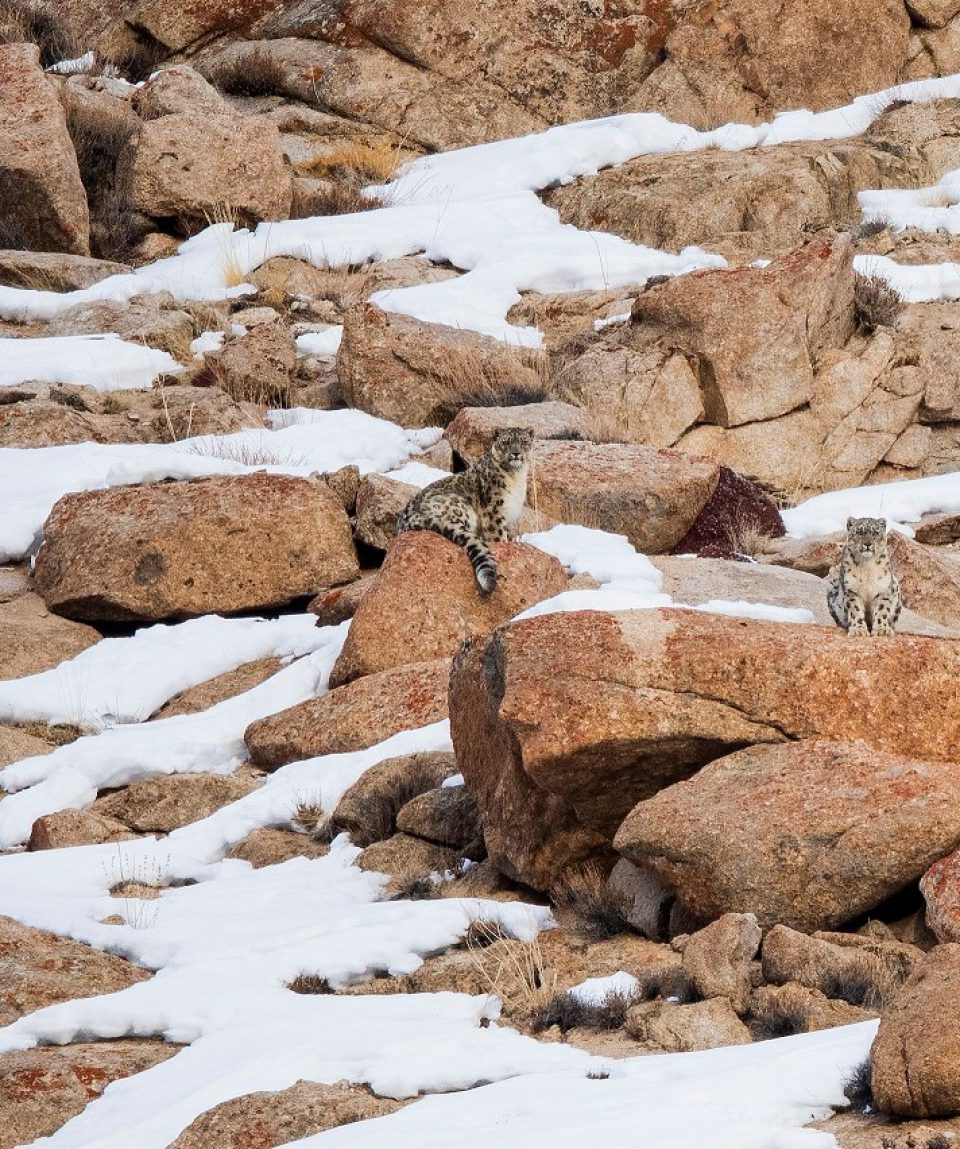 Snow Leopard Couple ©Imran Frozen