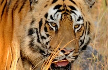 Tijger in Tadoba Tiger Reserve