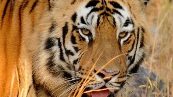 Tijger in Tadoba Tiger Reserve