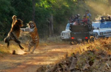 Tijgers in gevecht in Tadoba