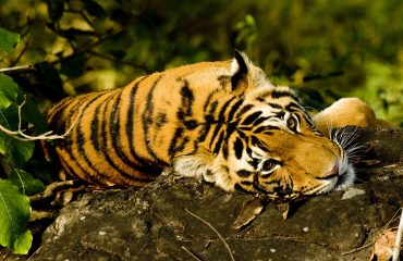 Tijger Kanha