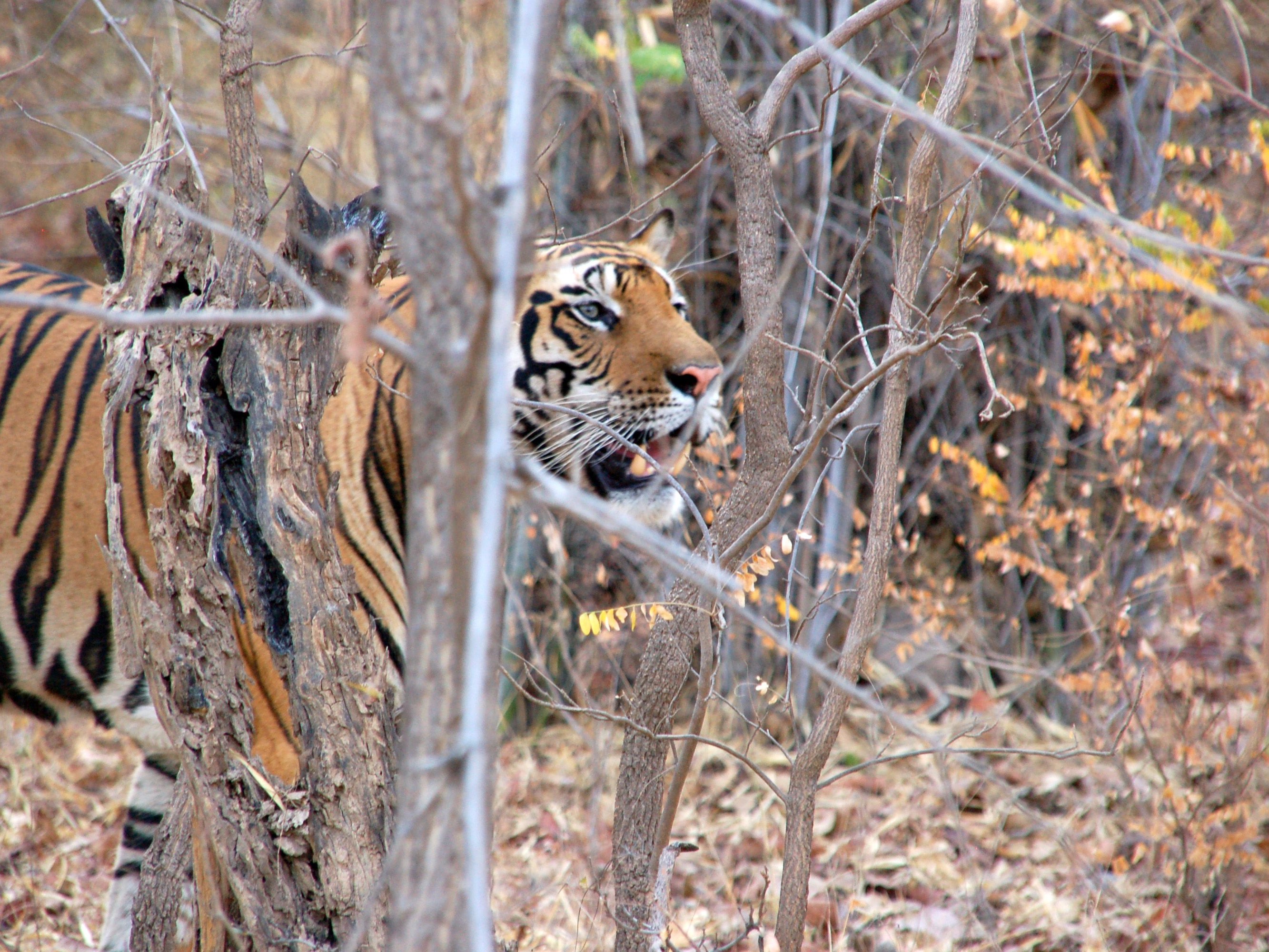 tijgersafari, tijgerreis India