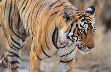 Tijger in Ranthambhore ©Martin van Lokven