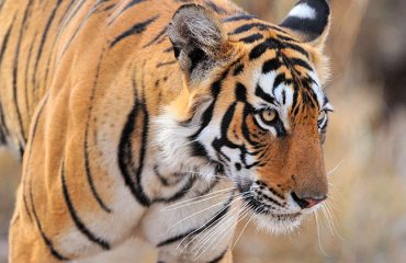 Tijger in Ranthambhore ©Martin van Lokven