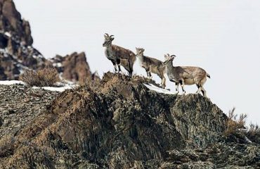 Ibex in Ladakh
