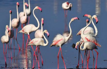 flamingo's Gujarat