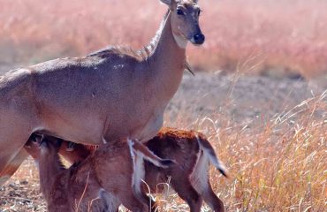 Nilgai met jongen in Little Rann of Kutch