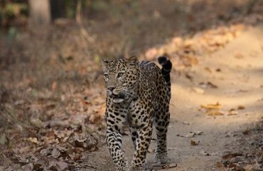 luipaard in Bandavgarh National Park
