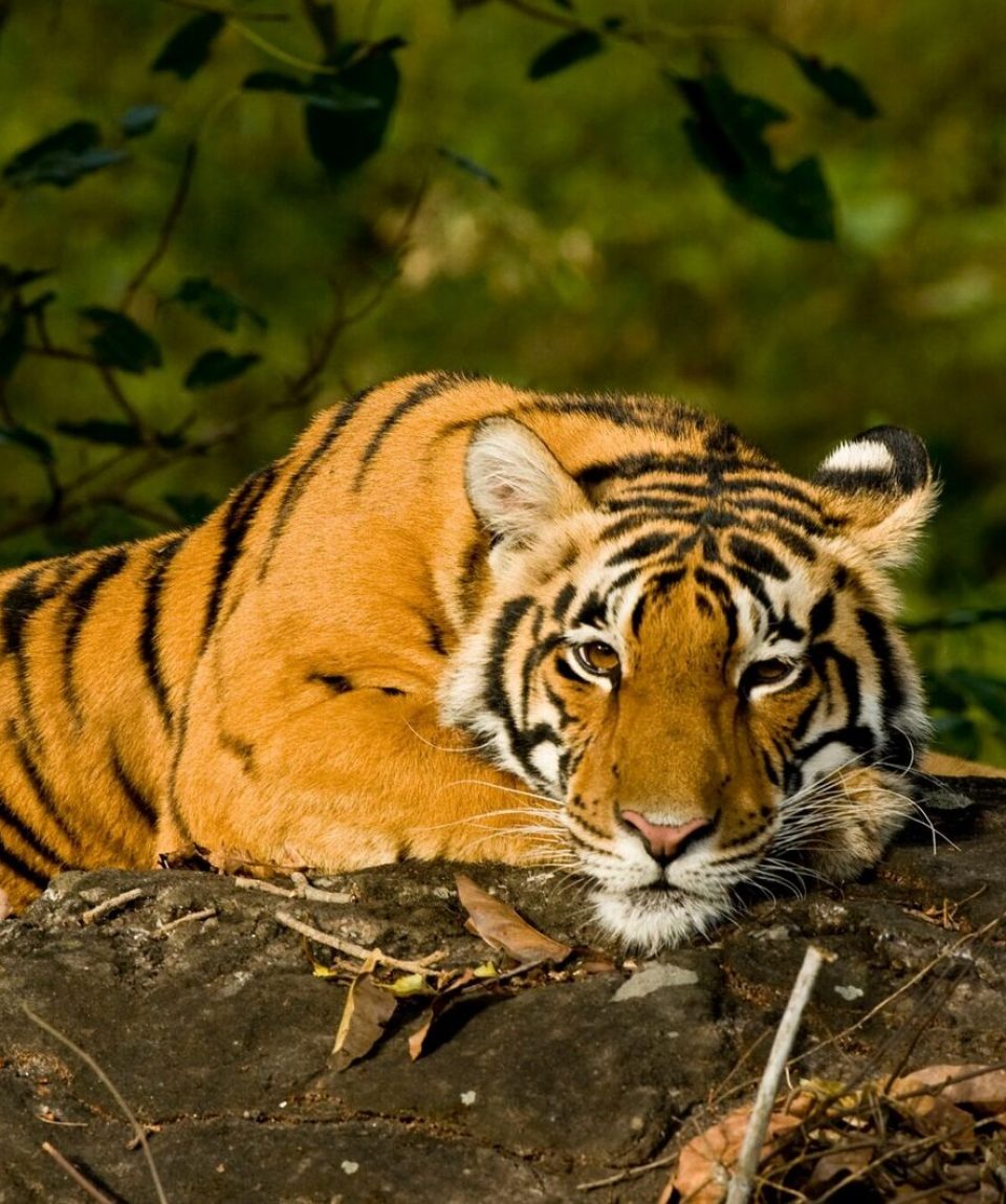 Tijger Kanha NP