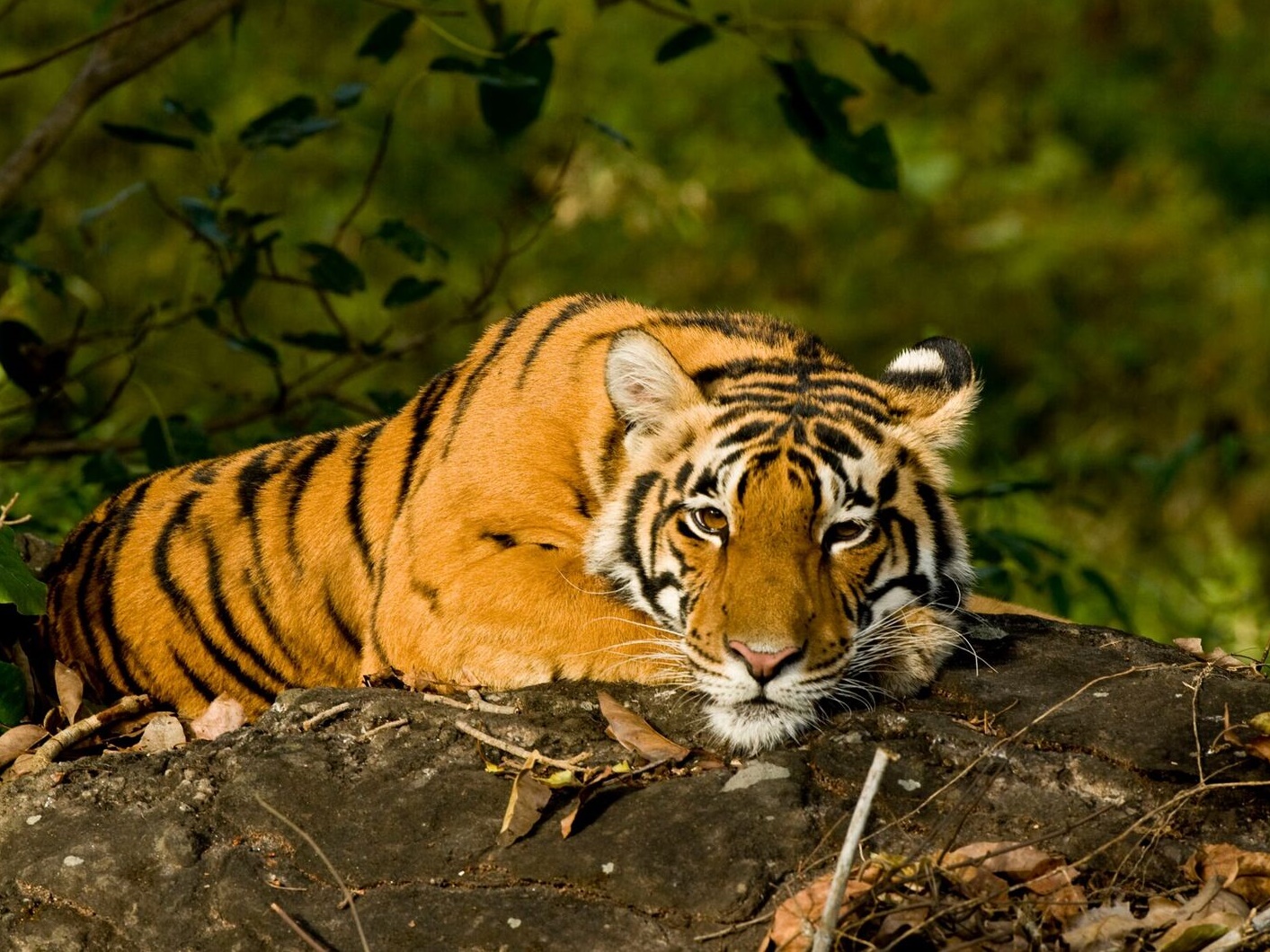 Tijger, Kanha, India, tijgersafari